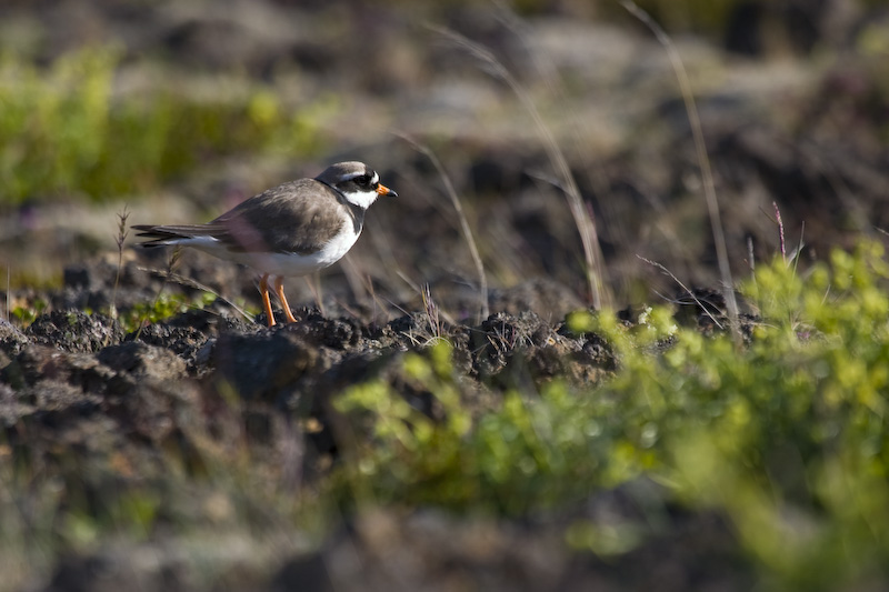 Ringed Plover